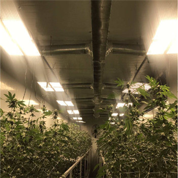 Lumière de croissance de plantes LED étanche IP65 à haute efficacité pour l'intérieur