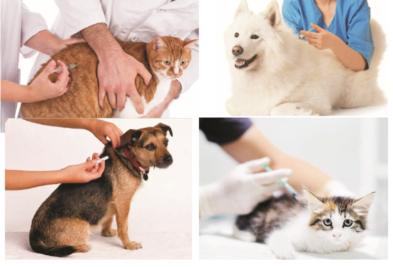 Application d'injecteur de puce électronique pour chat et animal