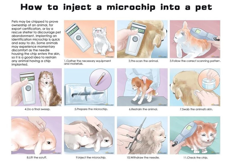 Injecter des étiquettes à puce RFID dans un animal de compagnie
