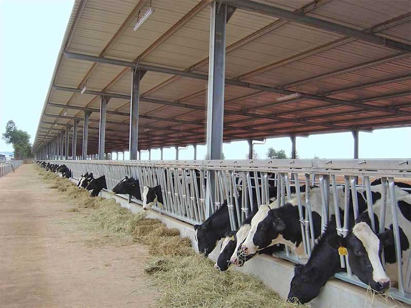 Ferme de vaches en acier