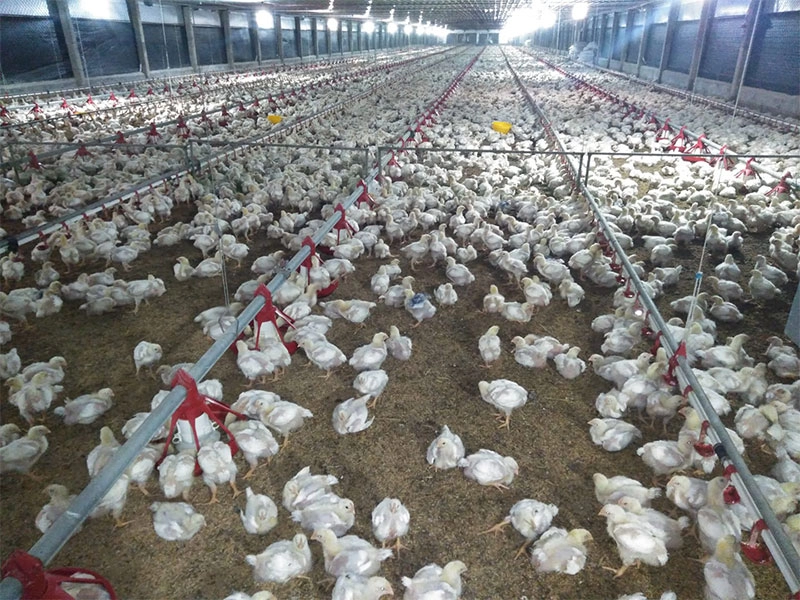 Ferme de poulets de chair en acier