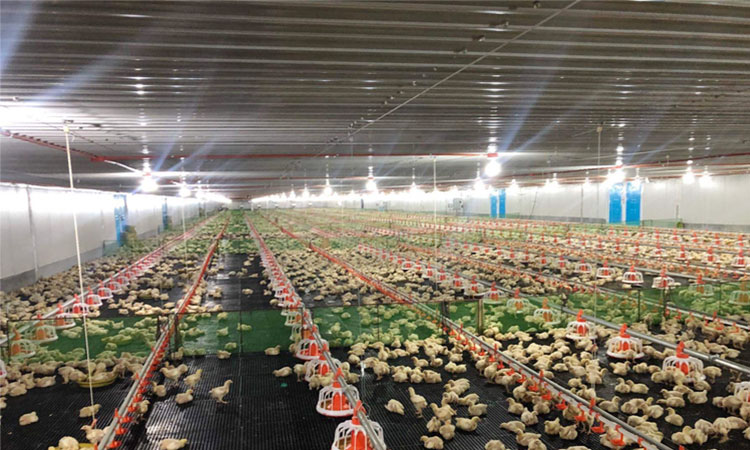 Ferme de poulet préfabriquée à structure métallique