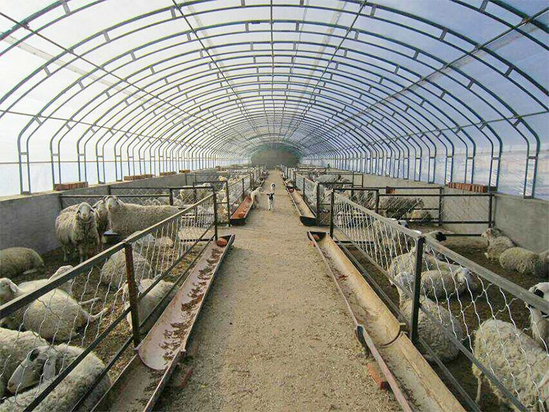 Abri de bétail en acier léger bon marché, hangar agricole pour élevage de bovins et de chèvres